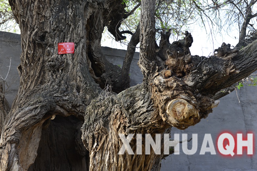 化隆县千年古榆树枯死犹生造型奇特