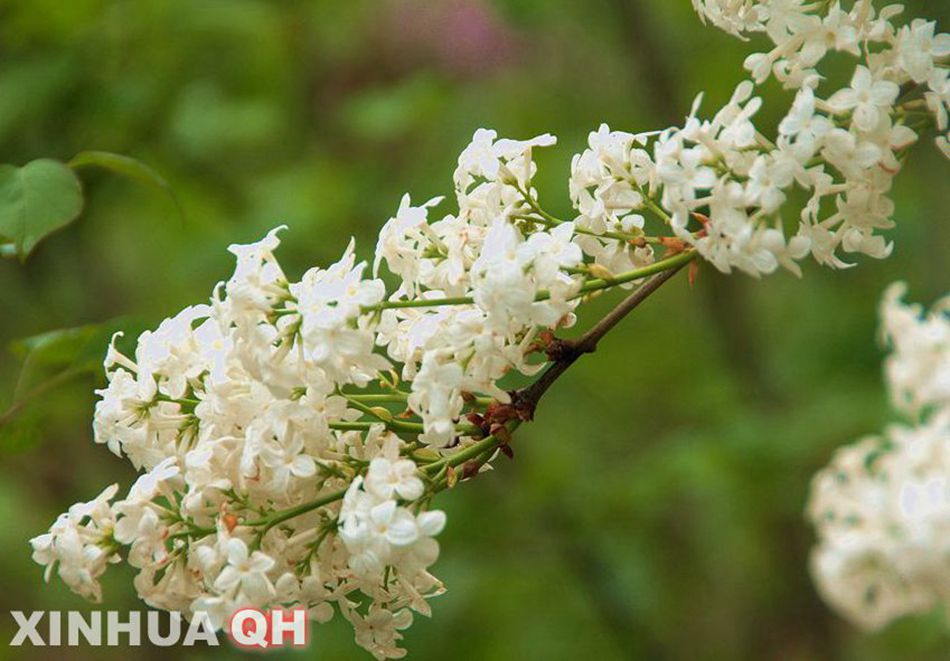 五月的西宁:满城皆开丁香花