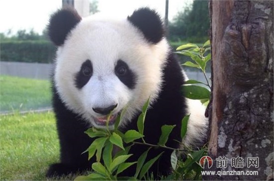 熊猫预测世界杯:爬树赛跑选胜平负