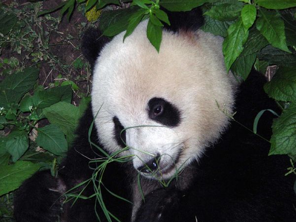 熊猫预测世界杯:爬树赛跑选胜平负