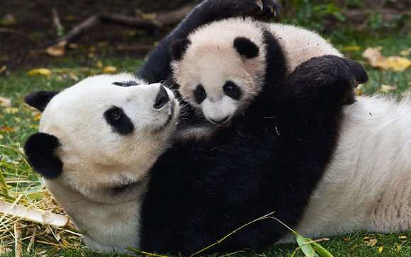 熊猫预测世界杯:爬树赛跑选胜平负