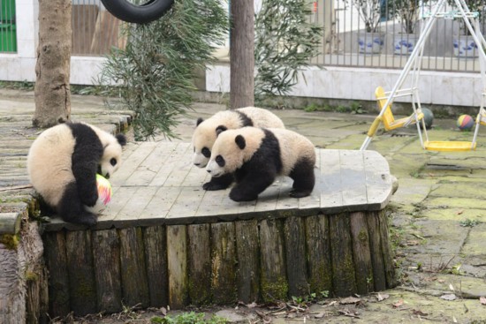多只熊猫将参与世界杯竞猜 续写章鱼帝神奇