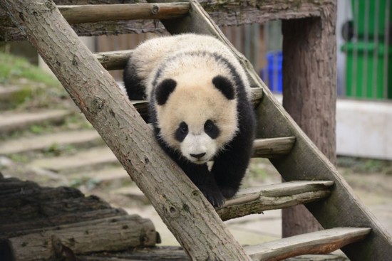 多只熊猫将参与世界杯竞猜 续写章鱼帝神奇