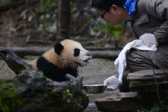 多只熊猫将参与世界杯竞猜 续写章鱼帝神奇