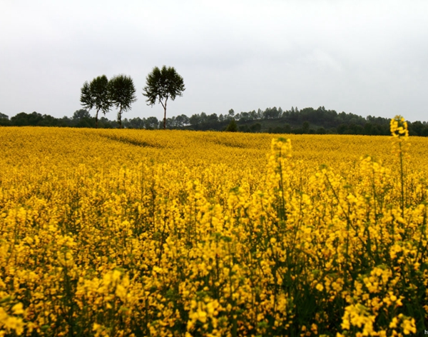 青海湟中油菜花