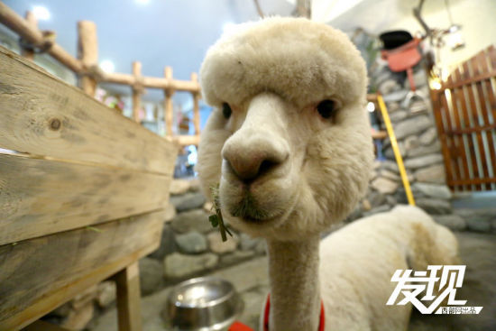 男子花十万购羊驼 “神兽”变“萌宠”眼神呆萌(图)