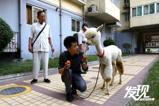 男子花十万购羊驼 “神兽”变“萌宠”眼神呆萌(图)