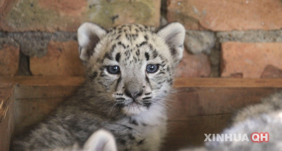 西宁野生动物园首次对雪豹人工哺育