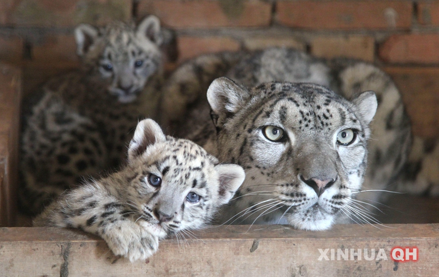 西宁野生动物园首次对雪豹人工哺育