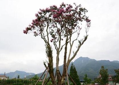 四川绵竹921岁古紫薇树开花 被三次转手卖88