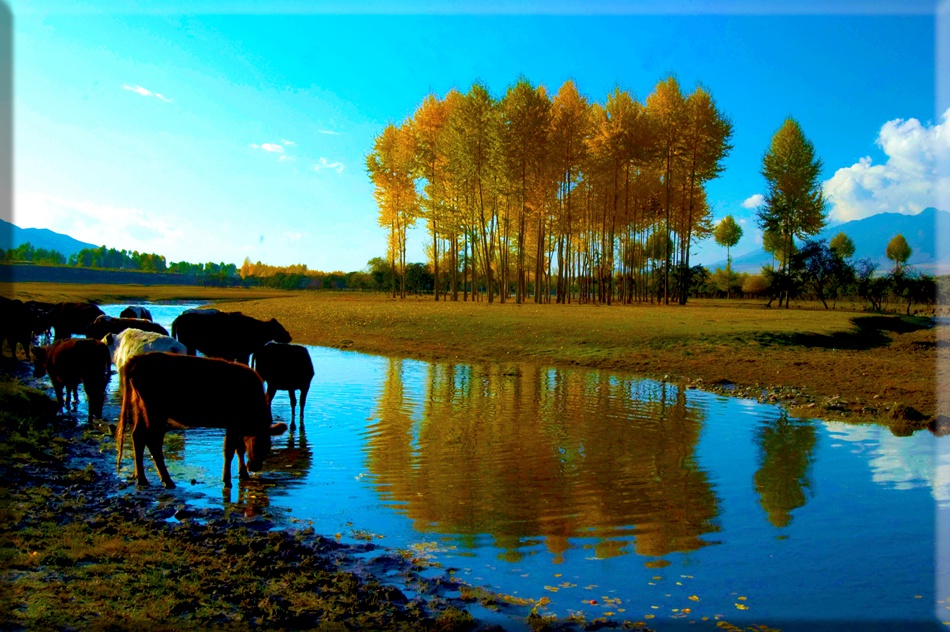 9月门源看秋景--静默绽放的山光水色