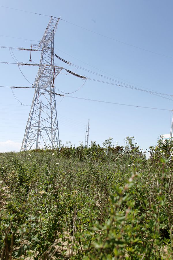 塔拉滩最美的风景 --45万株各类苗木扮靓海南州