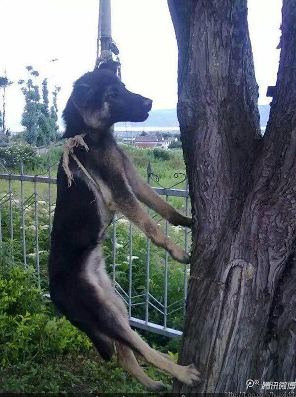 男子将狗吊树上虐杀 网友:残忍程度已丧失人性