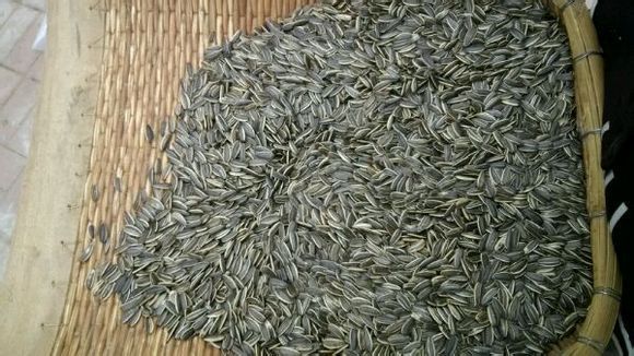 瓜子哥引来围观塔吊司机自编顺口溜卖瓜子!