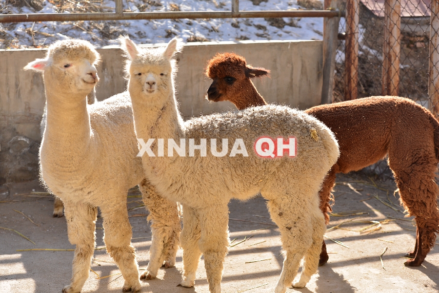 羊驼落户西宁野生动物园_cninr 为了迎接2015年新年到来,丰富西宁市民精神文化生活,营造节日气氛,突出动物园节日活动特色,西宁野生动物园特意从外地引进羊驼四只(三雌一雄)。 西宁野生动物园对生活在高海拔地区及热带地区动物品种成功引进,不仅丰富了园区内展览动物的品种,给广大市民呈现出一个丰富多彩的动物世界,同时对研究和探索各类动物在青藏高原生活的规律、生活习性等方面起到了十分积极有利的作用。近几年动物园领导对多种野生动物物种引进、丰富展示内容工作十分重视,先后与国内多家动物园进行协商沟通,终于在今年成功引进网络神兽草泥