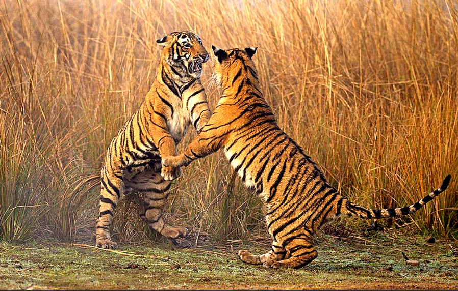 印度幼虎爪对爪训练捕食技巧 如跳双人舞