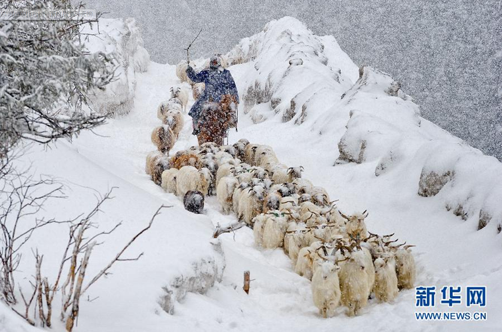 大美中国:冬牧转场我要评论
