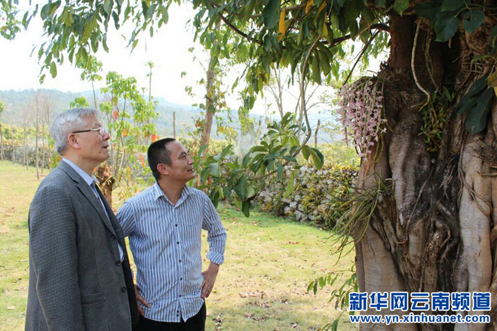 中国工程院院士尹伟伦到瑞丽考察绿色生物产业