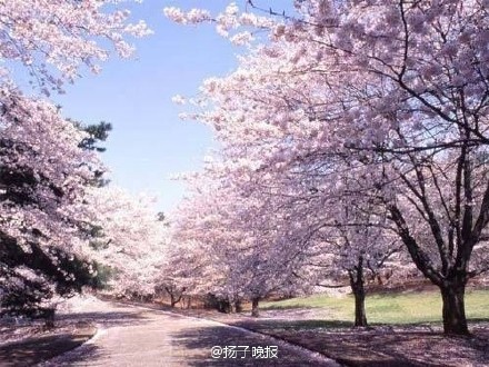 继香港反水客后,中国客挤爆日樱花季