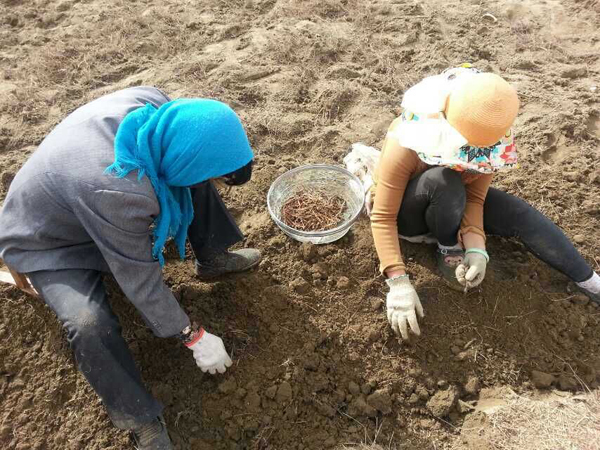 沙珠玉乡特色种植又添新品种