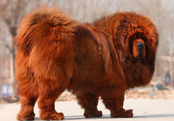 藏獒降价成火锅食材 獒市降温养殖场倒逼