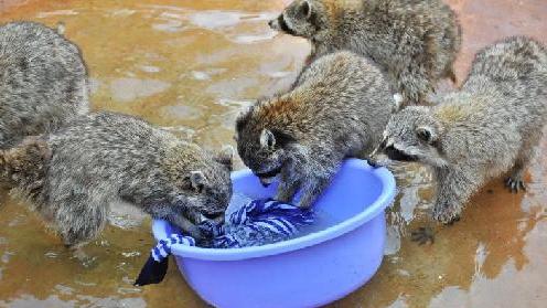 浣熊洗衣服爆萌 网友:干脆面君是劳模啊!