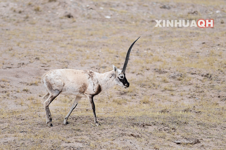 可可西里独角兽