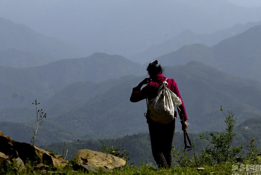 四川村民深山挖重楼 两年挖空一座山 网友呼