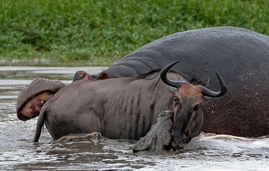 南非河马与鳄鱼争夺牛羚 血腥大战残忍不堪(组