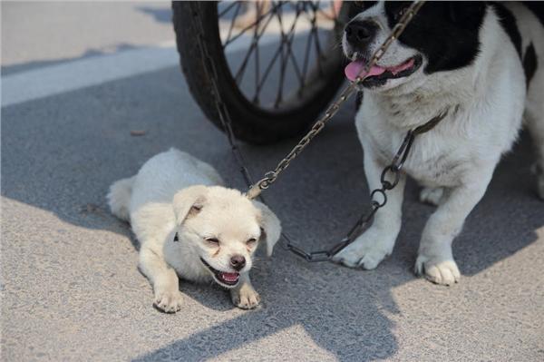 花甲老人拉房车寻找走失妻子 捡废品乞讨流浪