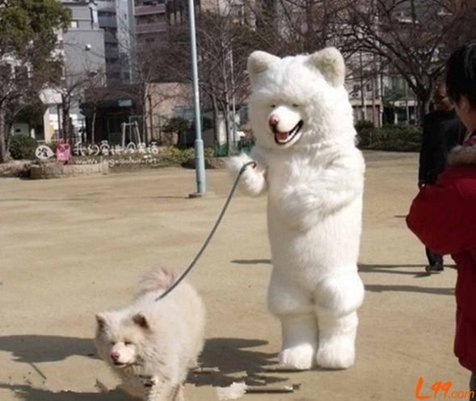 职业遛狗人年薪24万超白领 每只狗每小时14英