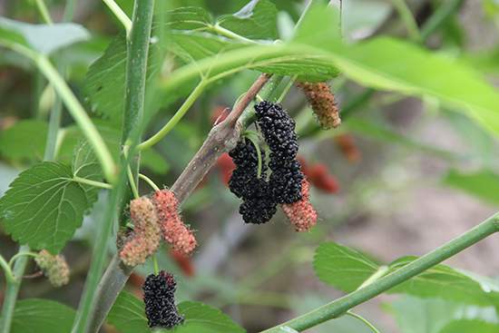 三基建设在海东系列报道之五 互助国家现代农