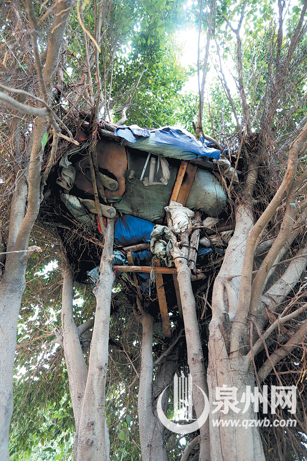 男子路边树屋藏身 捡瓶子卖钱维生