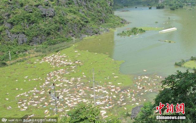 广西一养殖场被淹 1.6万余头死猪浮在水面