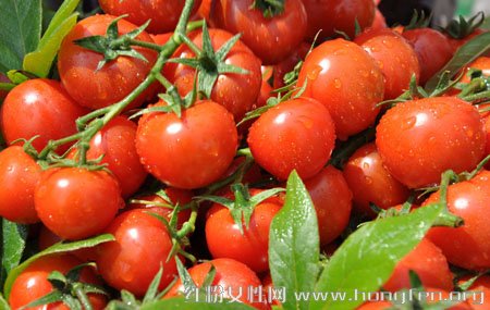 食疗常识:西红柿生吃好还是熟吃好?