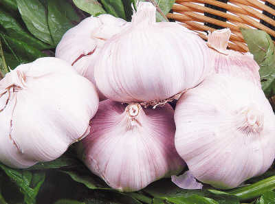 蒜头的功效与作用 1116152984_14387472135311n.jpg