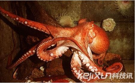 双头蛇打架厮咬不实只因俩脑袋不能统一方向