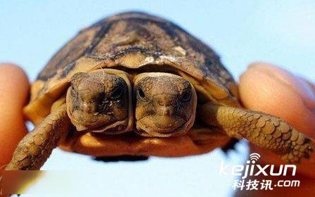 双头蛇打架厮咬不实只因俩脑袋不能统一方向