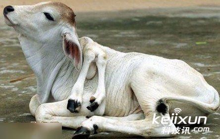 南宁:连体双头蛇打架厮咬 其实是两个脑袋想分