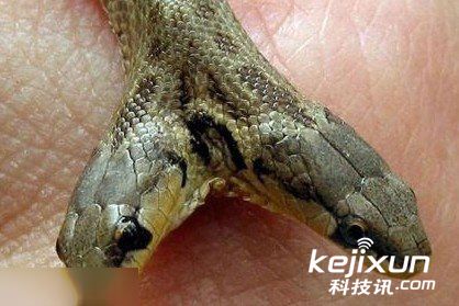 南宁:连体双头蛇打架厮咬 其实是两个脑袋想分