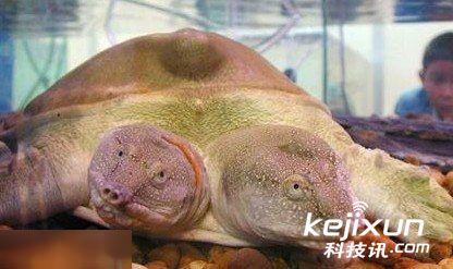 南宁:连体双头蛇打架厮咬 其实是两个脑袋想分