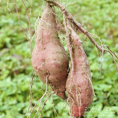 红薯的功效与作用 常吃红薯好处竟这么多