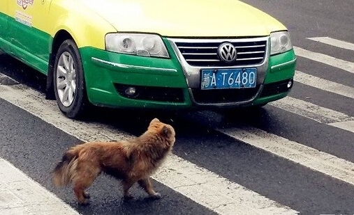 撞狗逃离也算逃逸?被扣12分罚两千是不是太重
