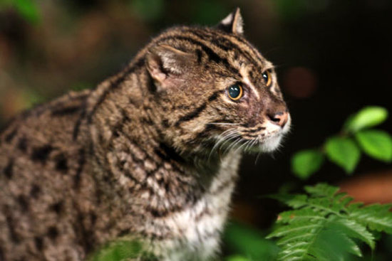 钓鱼猫现身柬埔寨 究竟何为钓鱼猫?为何要保护