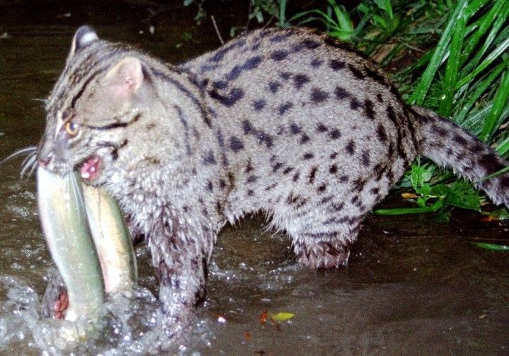 钓鱼猫现身柬埔寨 究竟何为钓鱼猫?为何要保护
