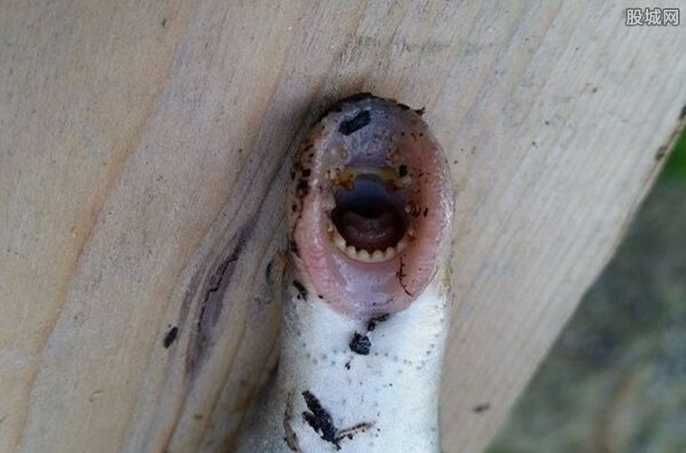 僵尸鱼现英国河道 嘴像隧道口 有无数倒钩利齿