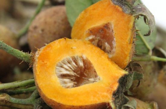 九月水果谁最强?推荐两个秋果王