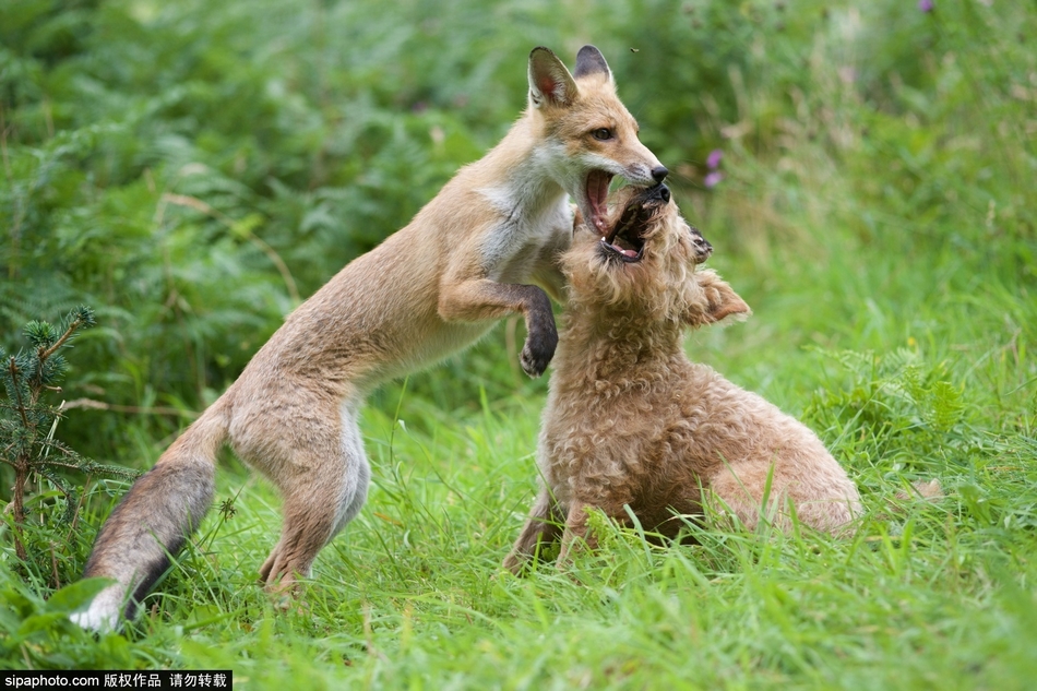 英猎犬与狐狸成亲密伙伴一同玩耍