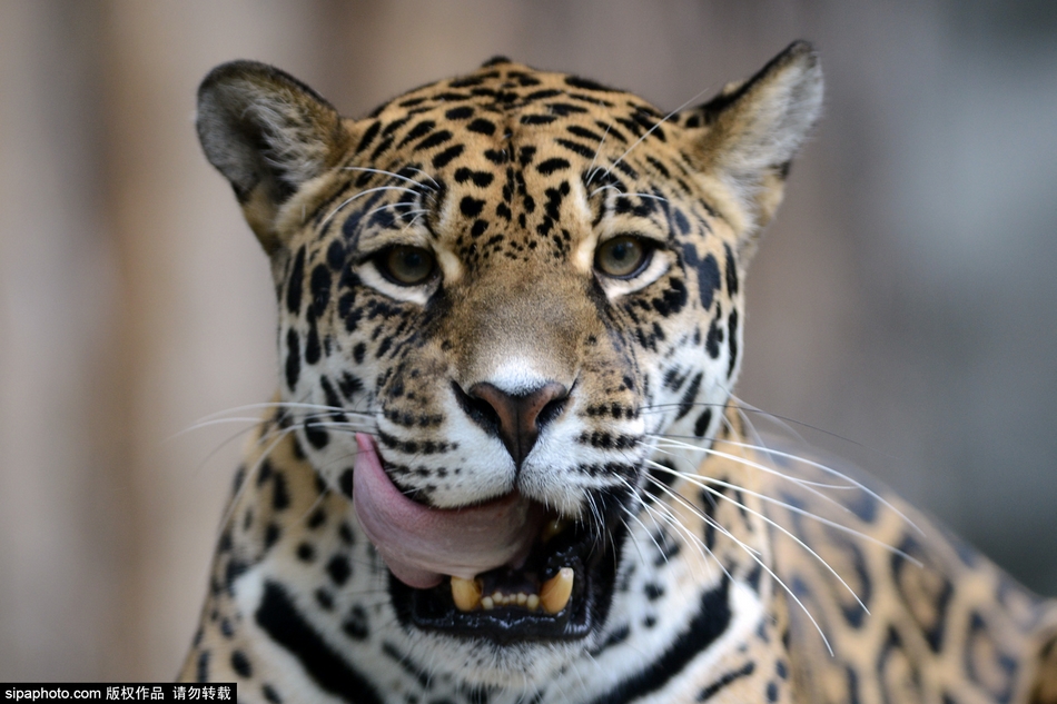 捷克美洲虎舔爪卖萌变撒娇大猫