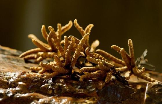 珠峰养生:价比黄金的冬虫夏草,为何仍然人见人